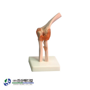 팔꿈치 관절 모형